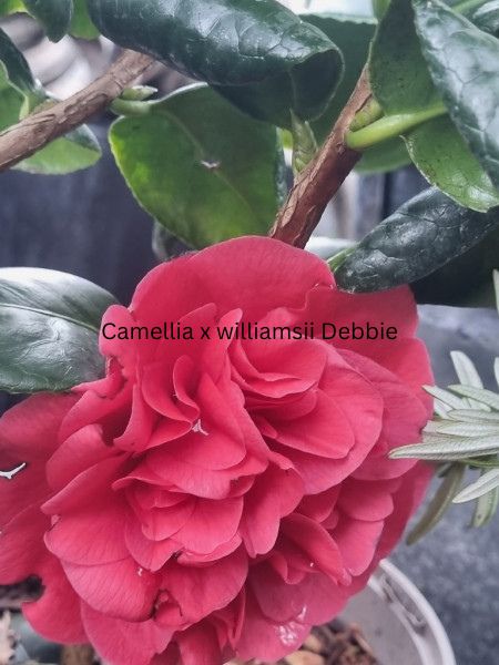 Camellia japonica rosa, Kamelien mit rosa Blüten